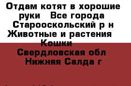 Отдам котят в хорошие руки - Все города, Старооскольский р-н Животные и растения » Кошки   . Свердловская обл.,Нижняя Салда г.